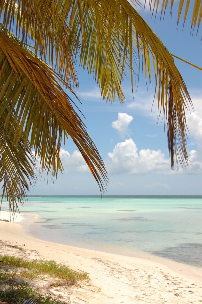 LEGAL ACTIVE beach, seaside, seashore, shore, nature, foreshore, dominican republic, palm